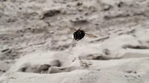 Trzmiel w locie brzmi jak helikopter