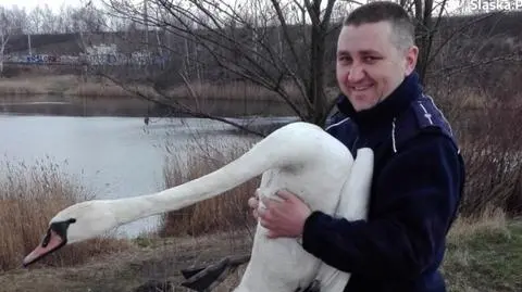 Policjanci ściągnęli z drogi łabędzia