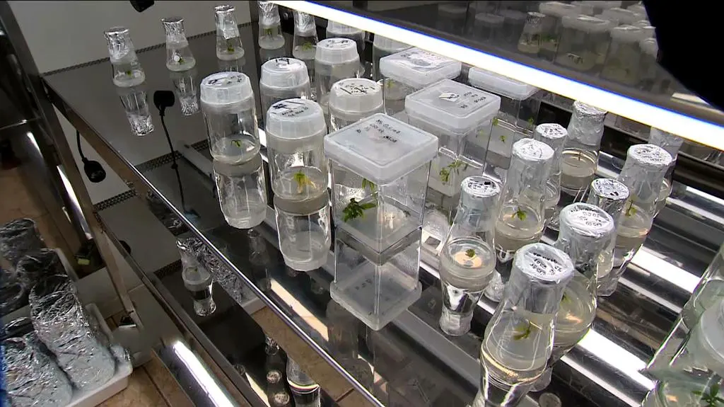 Terapia konopna przyniosła spektakularne rezultaty w przypadku Maksa