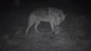 Leśna uczta w oku kamery. Sarna zaspokoiła wilczy apetyt