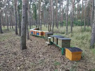 Zniszczono też część uli