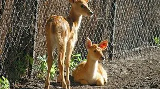 Nowości sierpniowe we wrocławskim zoo