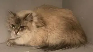 Kot trafił do technika weterynarii, na razie nie wróci do właścicieli 