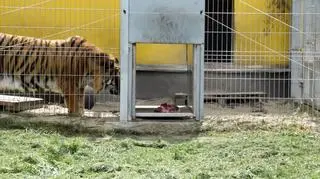 Kan musiał się nauczyć wchodzić do transportera