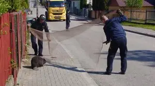 Nie udało się go złapać w siatkę