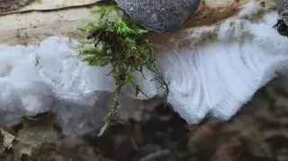 O poranku poszła do lasu i zobaczyła drzewo z lodowymi włosami 