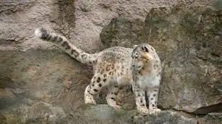 Chciała zrobić sobie zdjęcie z dzikim kotem, została zaatakowana