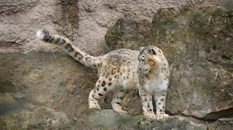 Pantera śnieżna (Panthera uncia) 