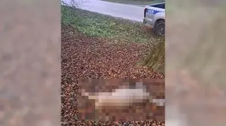 Wziął na plecy martwą sarnę