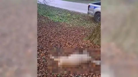 Wziął na plecy martwą sarnę