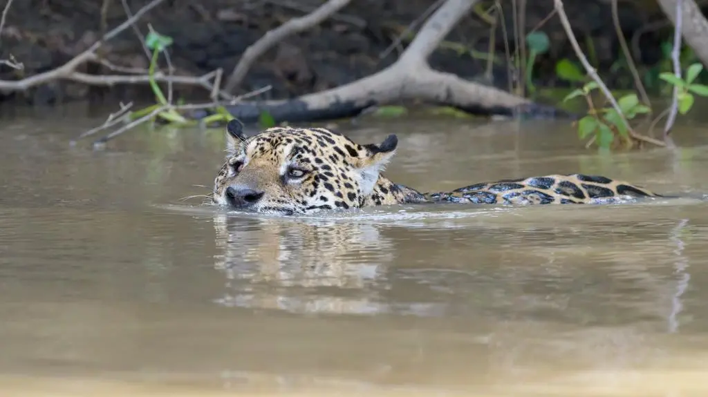 Jaguar pobił rekord w pływaniu