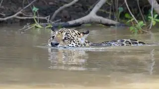 Jaguar pobił rekord w pływaniu
