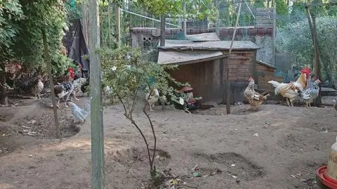 Klatka kluczowa-59714