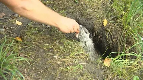 Wydano wyrok na rybnickie nutrię 