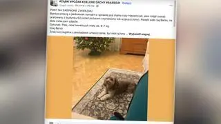 Po pożarze w Ząbkach mieszkańcy szukają zaginionych zwierzaków 