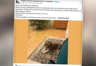 "Na poddaszu został nasz kotek". Po wielkim pożarze szukają zwierząt