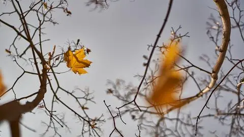 Pochmurno, jesień, chmury