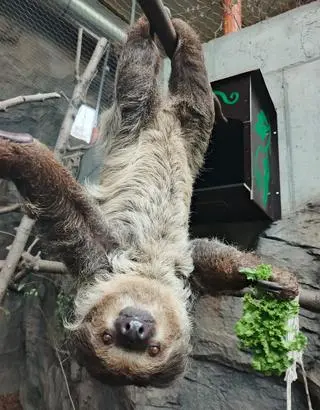 Młody leniwiec z Dortmundu zamieszkał w Śląskim Ogrodzie Zoologicznym