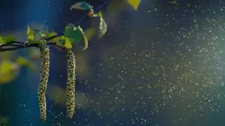 Od stycznia do września. Tyle może trwać sezon alergii