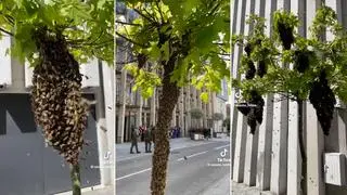 Pszczoły obsiadły drzewko w centrum miasta 