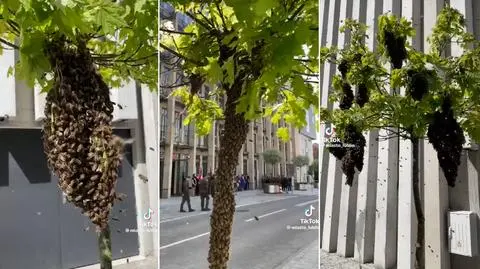 Pszczoły obsiadły drzewko w centrum miasta 