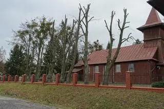 Drzewa rosną tuż przy drodze 