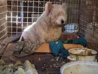W akcie oskarżenia jest mowa o przetrzymywaniu psów w stanie rażącego zaniedbania