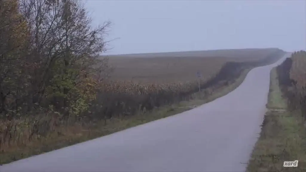 Żubry zauważono w okolicy Krynek (Podlaskie)