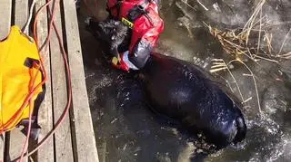 Jałówka weszła na zamarznięte jezioro. Załamał się pod nią lód