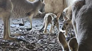 W opolskim ogrodzie zoologicznym padło 11 kangurów rudych