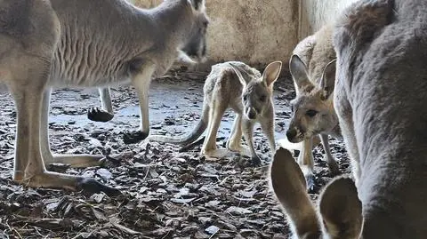 Śmierć kangurów rudych w opolskim zoo