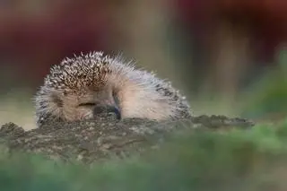 Jeż europejski (Erinaceus europaeus) - zdj. ilustracyjne