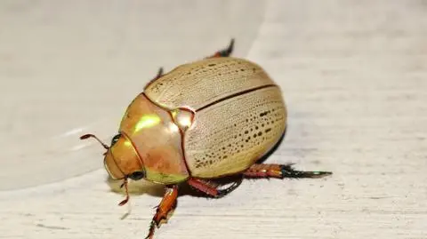 Anoplognathus viridiaeneus, znany w Australii jako King Christmas beetle