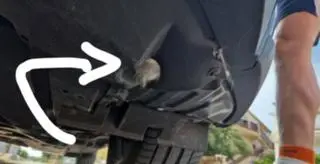 Kotka spędziła kilka dni w Chorwacji