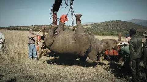 Wietnamska mafia i 60 polskich myśliwych w Afryce. "Byliśmy przerażeni skalą"