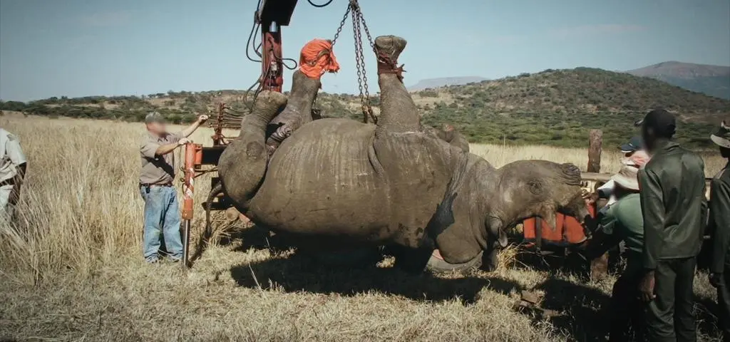 Wietnamska mafia i 60 polskich myśliwych w Afryce. "Byliśmy przerażeni skalą"