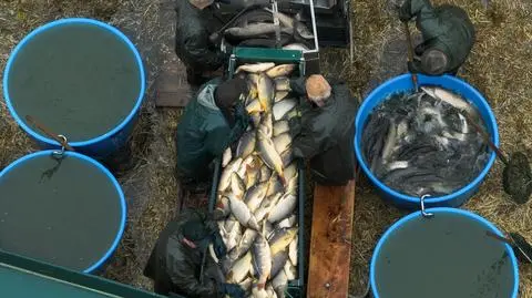 To "okrucieństwo wobec karpi" - piszą aktywiści