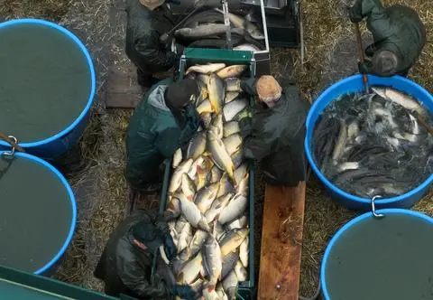 Wigilijny przemysł cierpienia. Nagrania ze śledztwa w hodowlach karpi