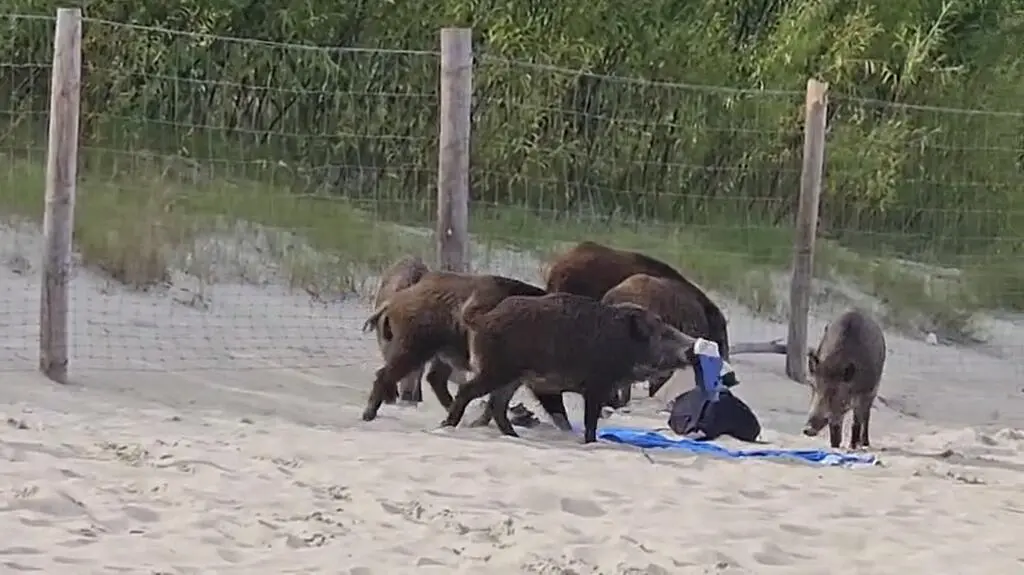 Dziki wbiegły na plażę. Jeden z nich ukradł plecak. Nagranie