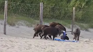 Zwierzęta zauważono na gdańskiej plaży