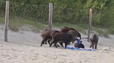 Gdańsk. Dziki na plaży