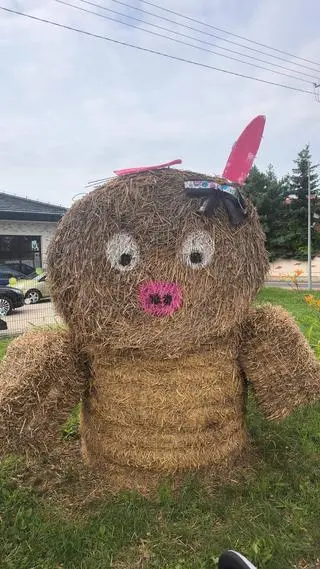 Uszy świnki wróciły