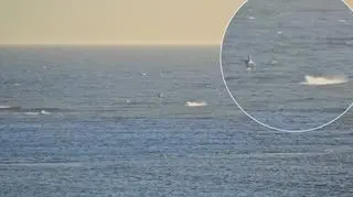 "Coś wyłoniło się z wody"