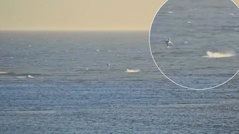 Rekin zaatakował surfera w Australii