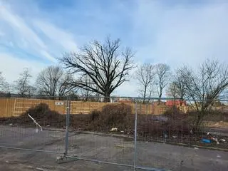 Widok na drzewo od strony działki dewelopera (25.03.2025) 