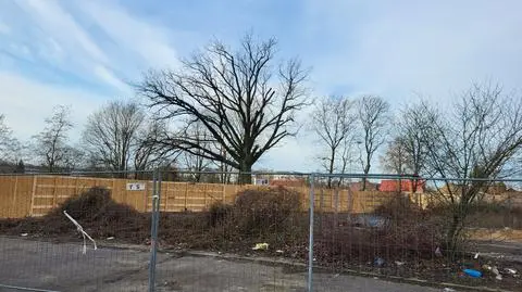 Widok na drzewo od strony działki dewelopera (25.03.2025) 