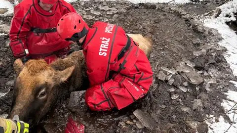 Krowa ugrzęzła w bagnie