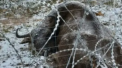 Zasieki przy granicy-polsko białoruskiej zagrażają zwierzętom. "To może mieć dramatyczne konsekwencje"