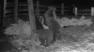 Nietypowi goście przy karmniku o piątej rano. Zobacz nagranie