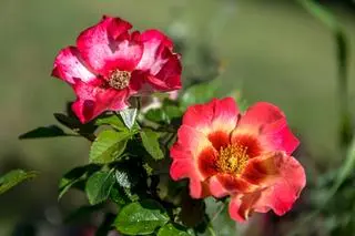 Wśród analizowanych gatunków znalazła się róża perska (Rosa persica)